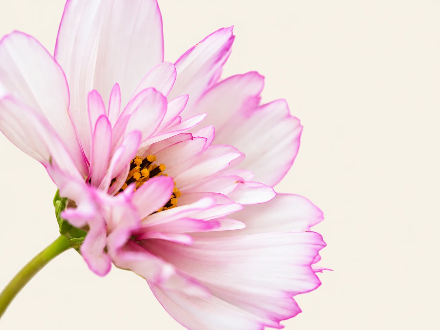 Fotografia de uma flor cosmos rosa e branca, com o fundo editado para marfim